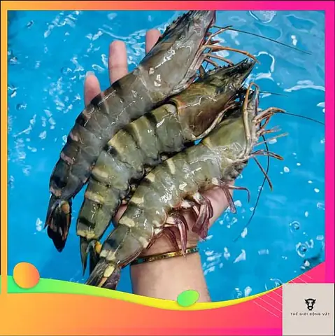 Cá Vàng Sống Ở Nước Ngọt Hay Nước Mặn