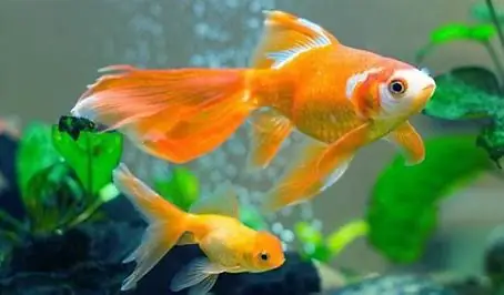 Cá Vàng Tiếng Anh Cá Vàng Tiếng Anh