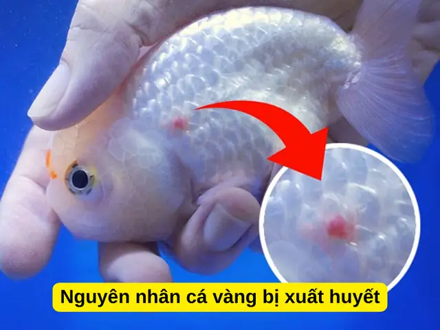 Cá Vàng Xuất Huyết
