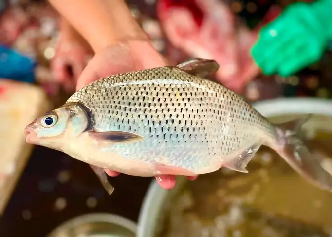 Cá Vền Nước Ngọt