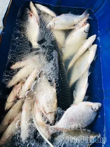 Cá Vền Sông Đà