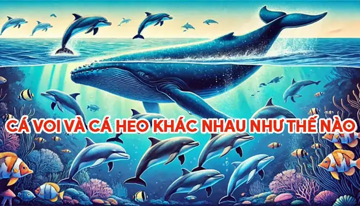 Cá Voi Khác Cá Heo