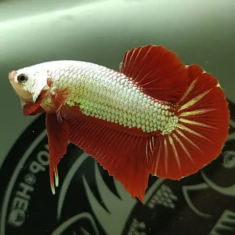 Cá Xiêm Đá Trường
