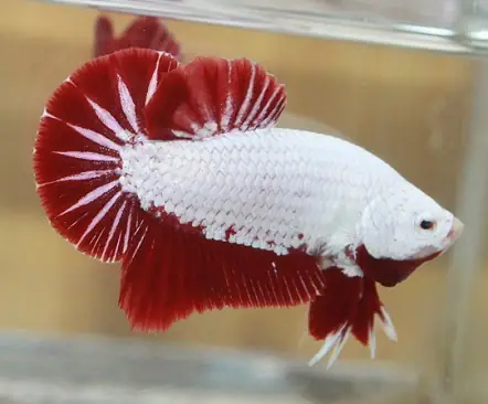 Cá Xiêm Rồng Đỏ