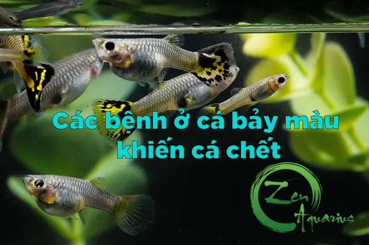 Các Bệnh Thường Gặp Ở Cá Bảy Màu