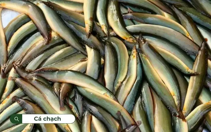 Các Bệnh Thường Gặp Ở Cá Chạch Lấu