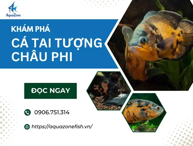 Các Bệnh Thường Gặp Ở Cá Tai Tượng Châu Phi Các Bệnh Thường Gặp Ở Cá Tai Tượng Châu Phi