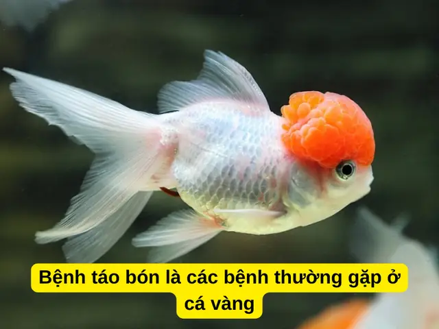 Các Bệnh Thường Gặp Ở Cá Vàng