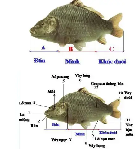 Các Bộ Phận Bên Ngoài Của Cá Các Bộ Phận Bên Ngoài Của Cá