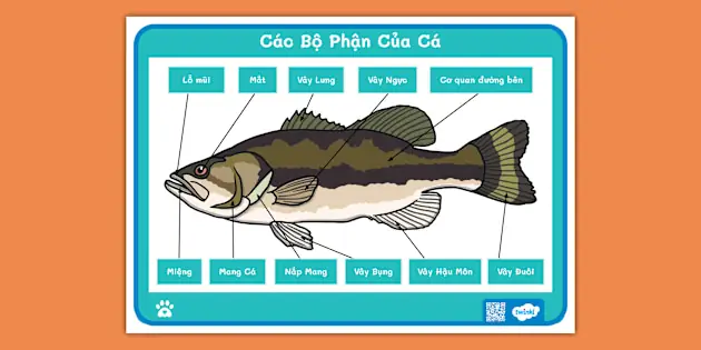 Các Bộ Phận Của Con Cá Các Bộ Phận Của Con Cá