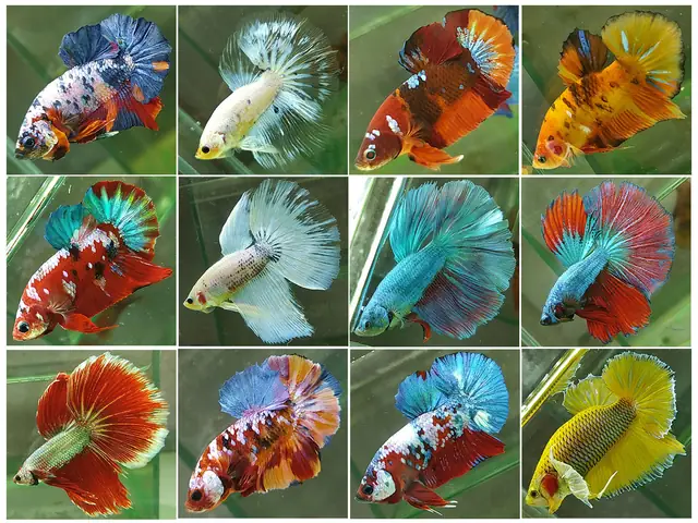 Các Dòng Cá Betta Fancy Các Dòng Cá Betta Fancy