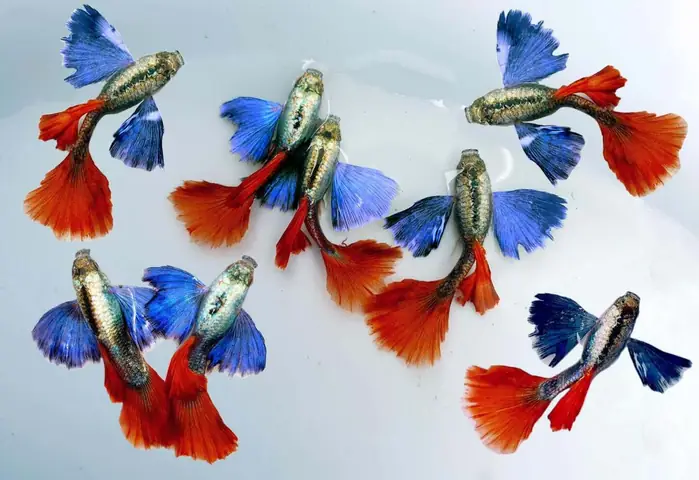 Các Dòng Cá Guppy Các Dòng Cá Guppy