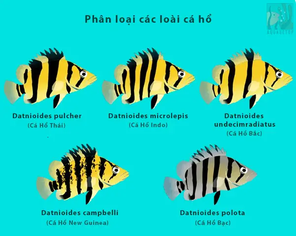 Các Dòng Cá Hổ Các Dòng Cá Hổ
