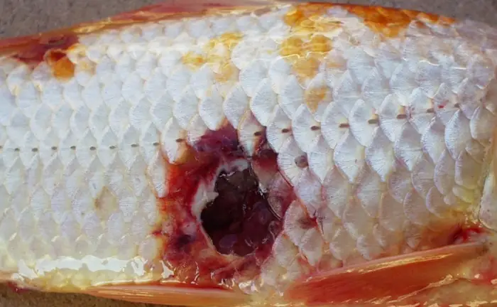 Các Loại Bệnh Cá Koi