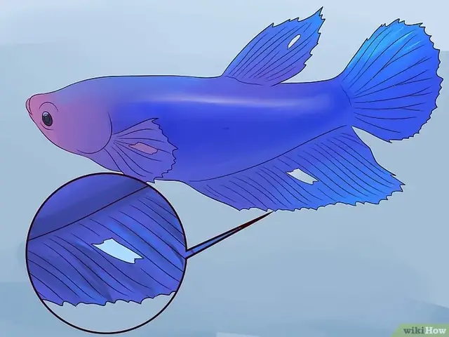 Các Loại Bệnh Của Cá Betta Các Loại Bệnh Của Cá Betta