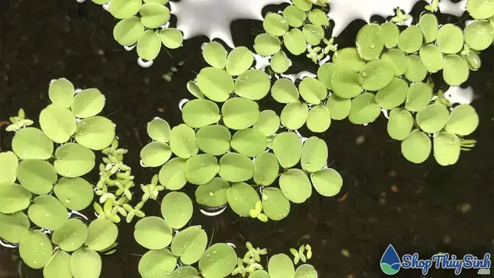 Các Loại Bèo Thả Bể Cá Các Loại Bèo Thả Bể Cá