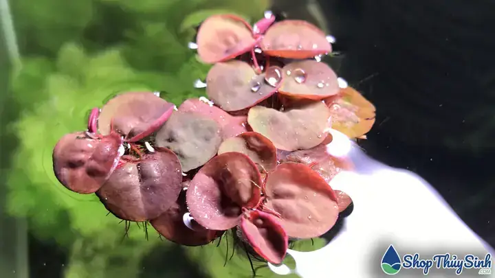 Các Loại Bèo Tốt Cho Cá