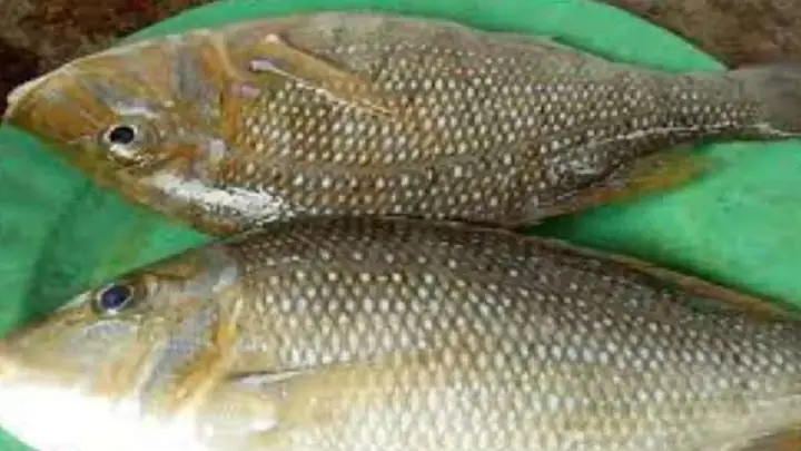 Các Loại Cá Biển Có Vẩy