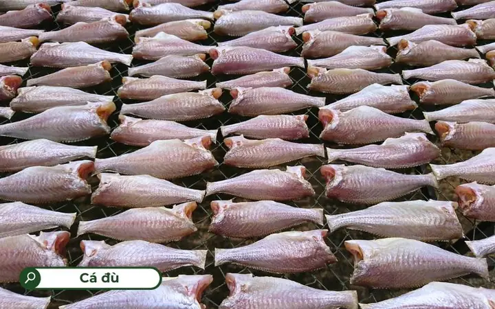 Các Loại Cá Biển Nhỏ