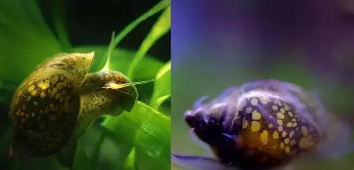 Các Loại Cá Cảnh Ăn Ốc