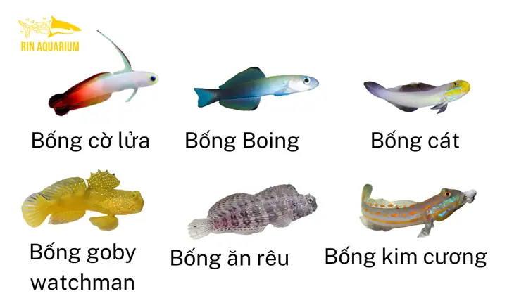 Các Loại Cá Cảnh Ăn Rêu