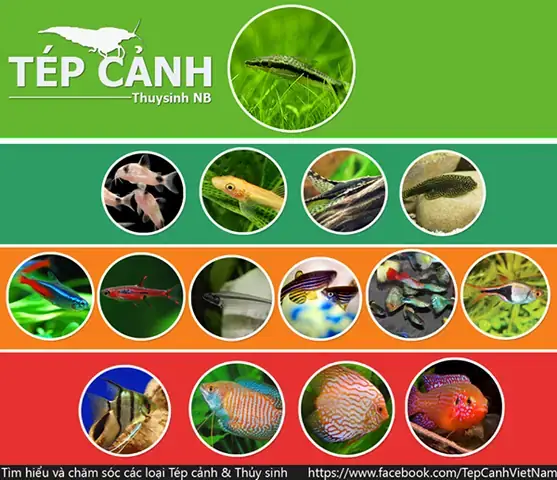 Các Loại Cá Cảnh Hiền Có Thể Nuôi Chung
