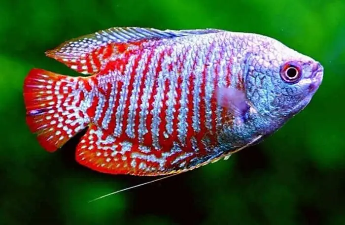 Các Loại Cá Cảnh Màu Đỏ