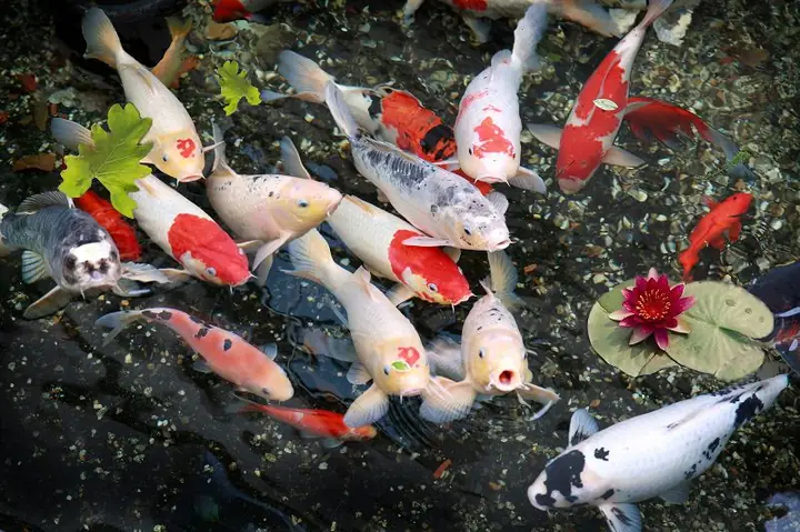 Các Loại Cá Cảnh Nuôi Ngoài Trời