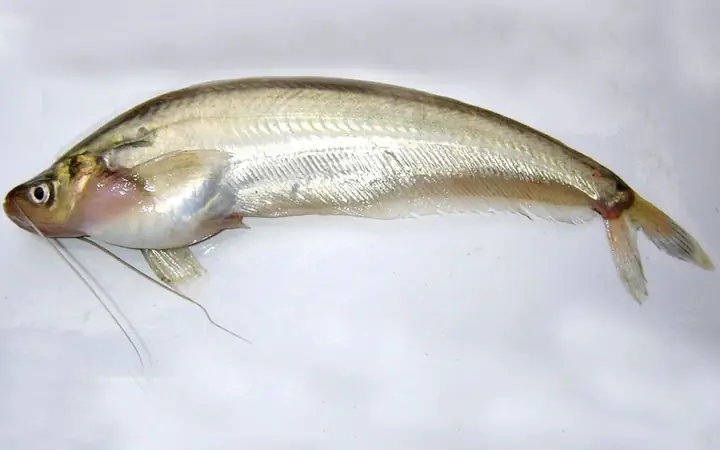 Các Loại Cá Da Trơn Nước Ngọt
