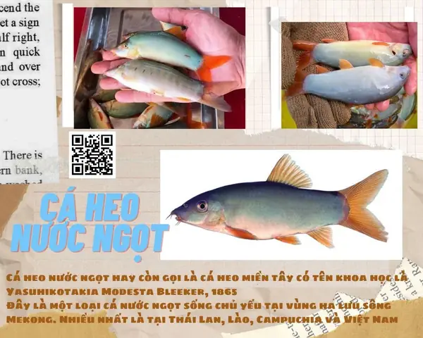 Các Loài Cá Heo Nước Ngọt Các Loài Cá Heo Nước Ngọt