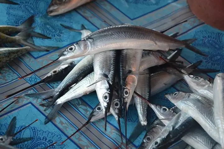 Các Loại Cá Kìm