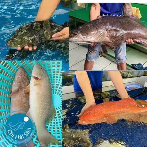 Các Loại Cá Mú Đỏ Các Loại Cá Mú Đỏ