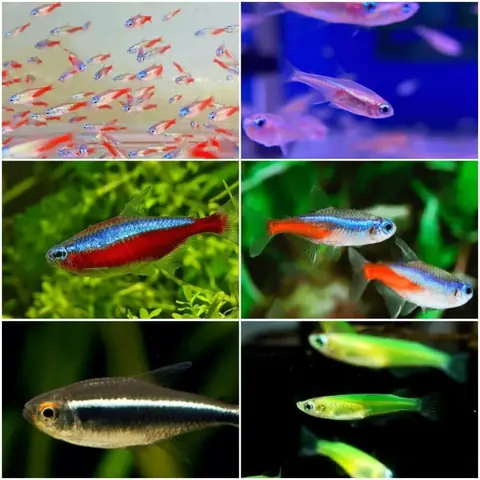 Các Loại Cá Neon