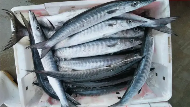 Các Loại Cá Nhồng Các Loại Cá Nhồng