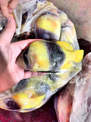 Các Loại Cá Ở Nha Trang Các Loại Cá Ở Nha Trang