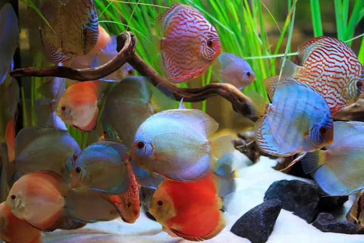 Các Loài Cá Quý Hiếm Các Loài Cá Quý Hiếm