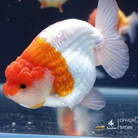 Các Loại Cá Ranchu Các Loại Cá Ranchu