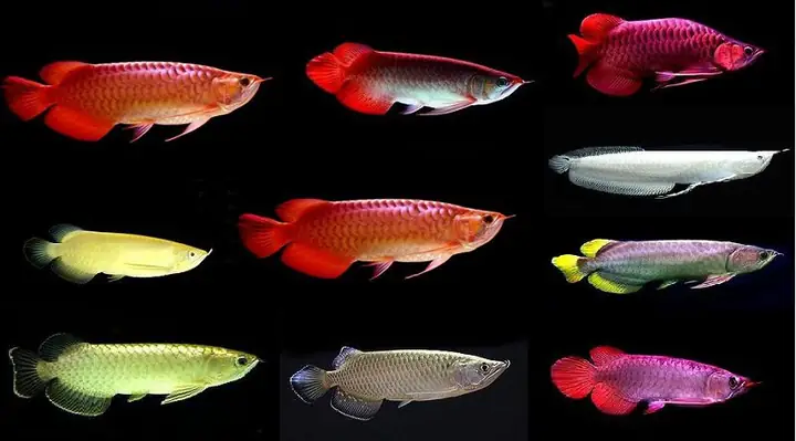 Các Loại Cá Rồng Giá Rẻ