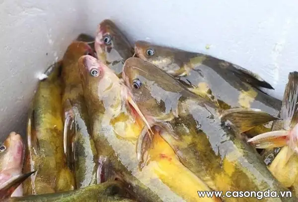 Các Loại Cá Sông Đà