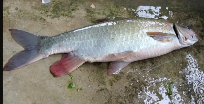 Các Loại Cá Sông Hồng