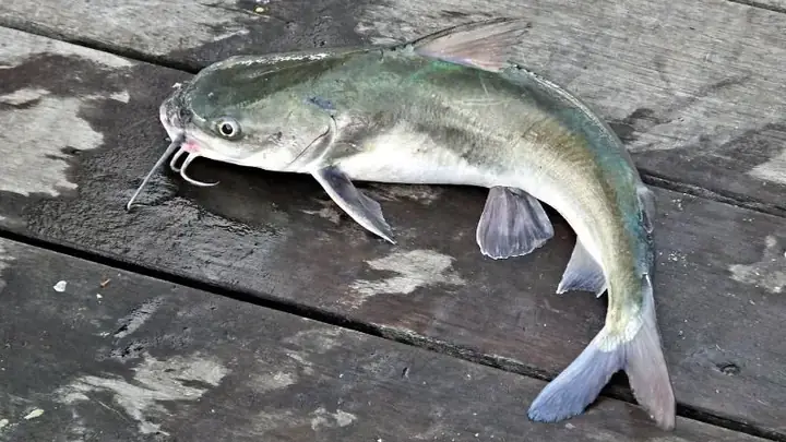 Các Loại Cá Trê Cảnh