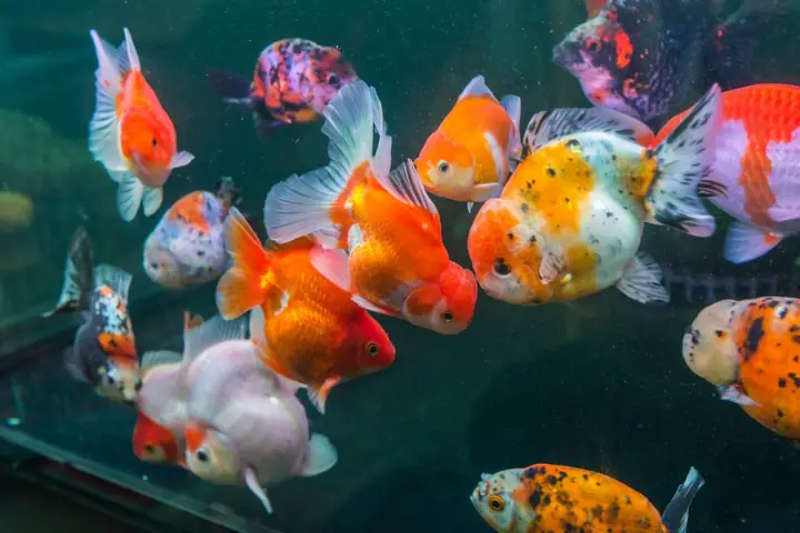Các Loại Cá Vàng Ranchu