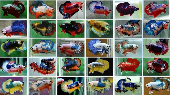 Các Loại Cá Xiêm