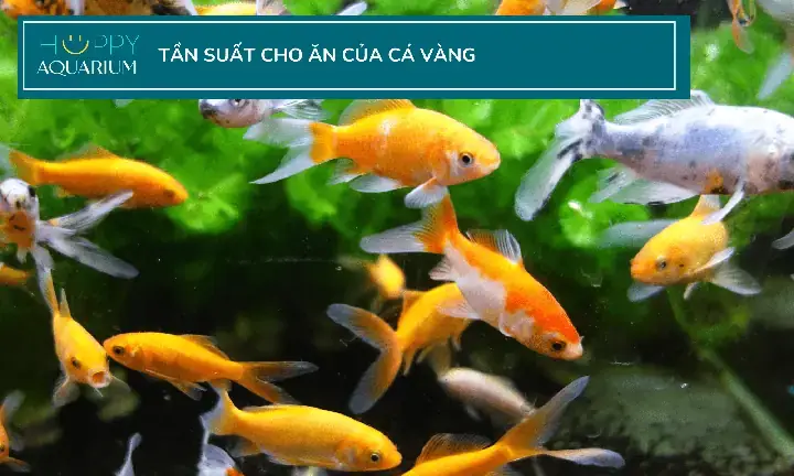 Các Loại Cám Cho Cá Vàng Các Loại Cám Cho Cá Vàng