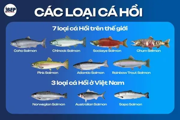 Các Loại Vây Cá Các Loại Vây Cá