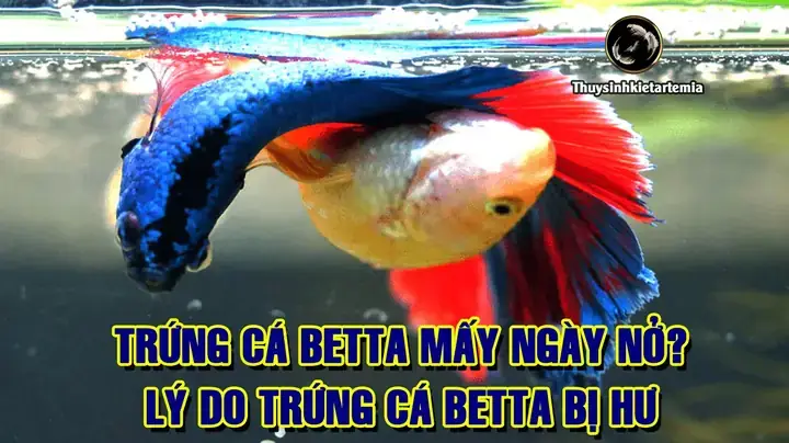 Cách Ấp Trứng Cá Betta