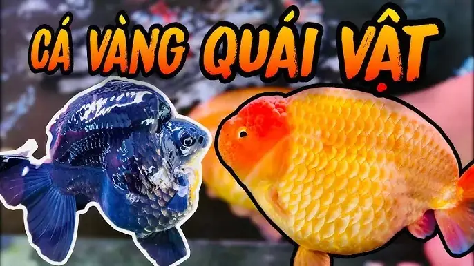 Cách Ấp Trứng Cá Vàng
