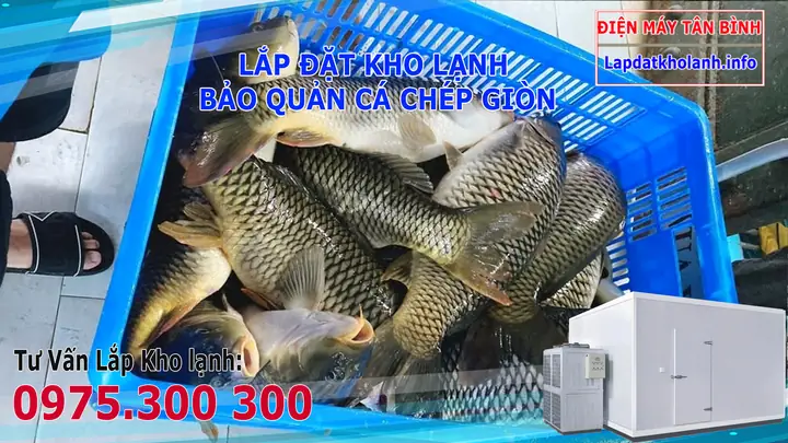 Cách Bảo Quản Trứng Cá Chép