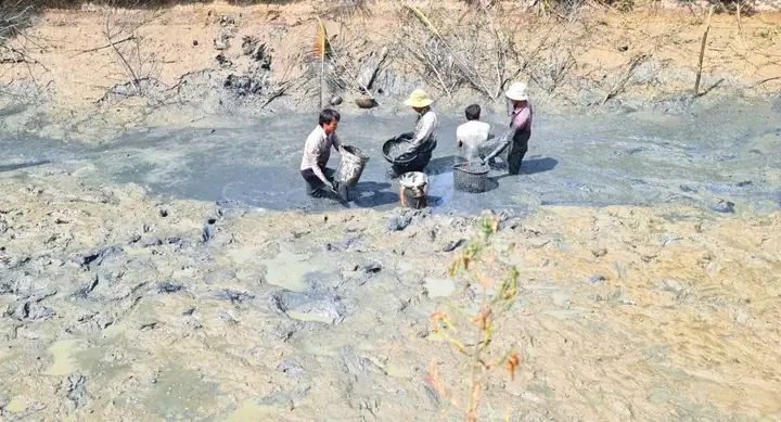 Cách Bắt Cá Đồng Cách Bắt Cá Đồng