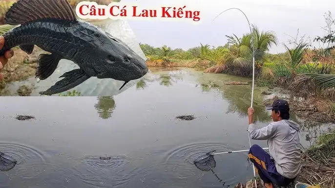 Cách Bắt Cá Lau Kiếng Cách Bắt Cá Lau Kiếng